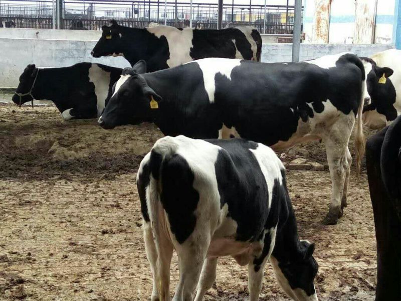 淘汰奶牛600~800kg