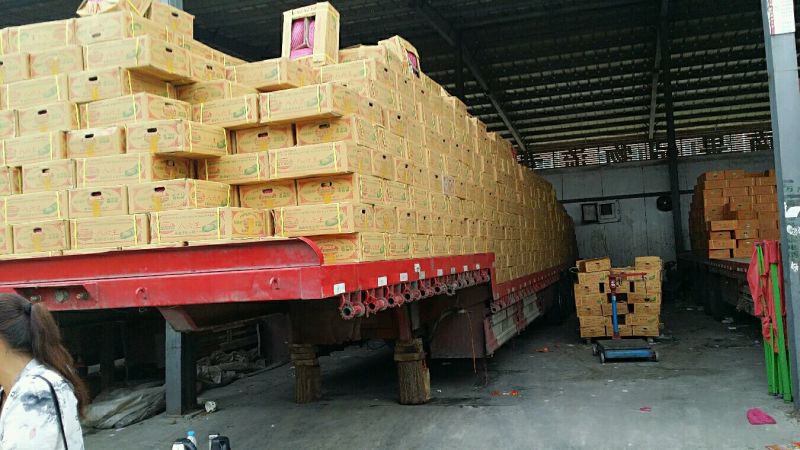 伽师瓜9斤以上长圆形