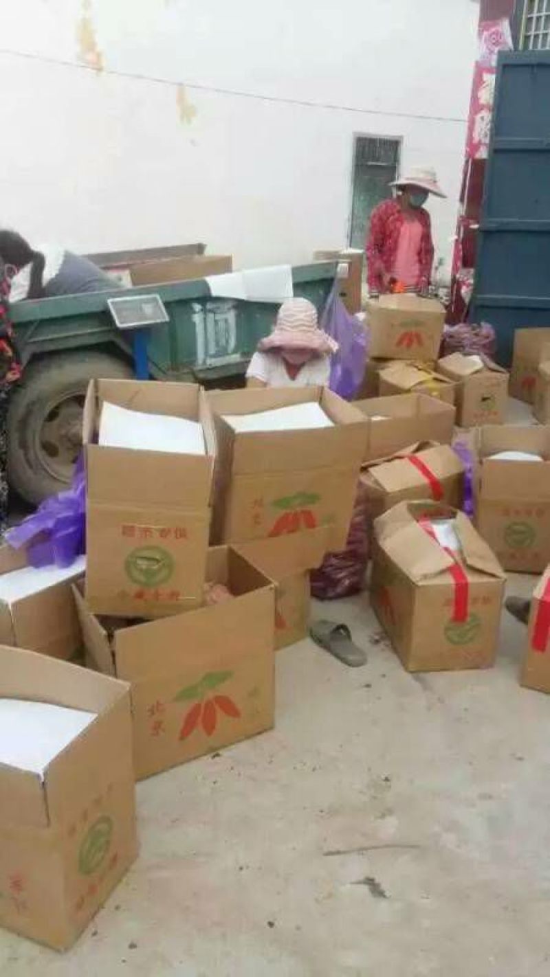 龙薯9号黄心2两以上沙土地种植，口感纯正