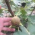 无花果树苗1~1.5m