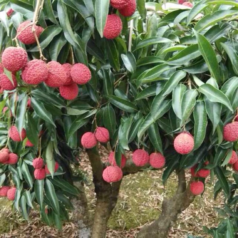 无核荔枝苗