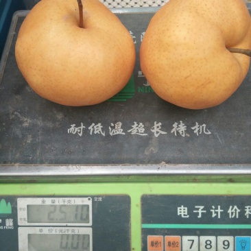 晚秋黄梨600g以上纸袋
