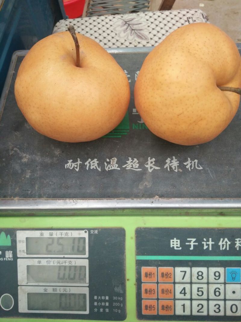 晚秋黄梨600g以上纸袋