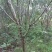 桃树8~10cm1.5~2米