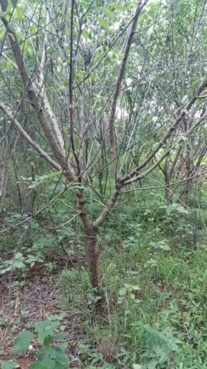 桃树8~10cm1.5~2米