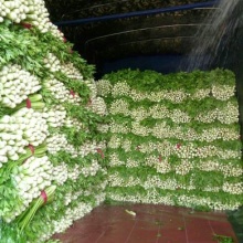 山东德州市禹城市魏弘的农产品批发\/采购