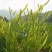 干黄花菜散装一级