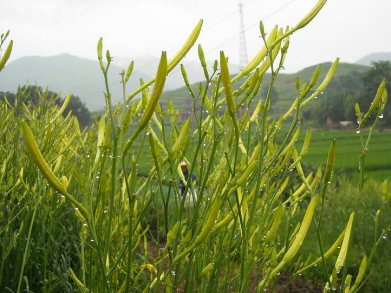 干黄花菜散装一级