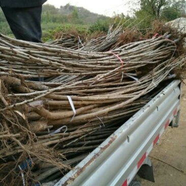 樱桃树10cm以下品种大樱桃保证纯度保质保量