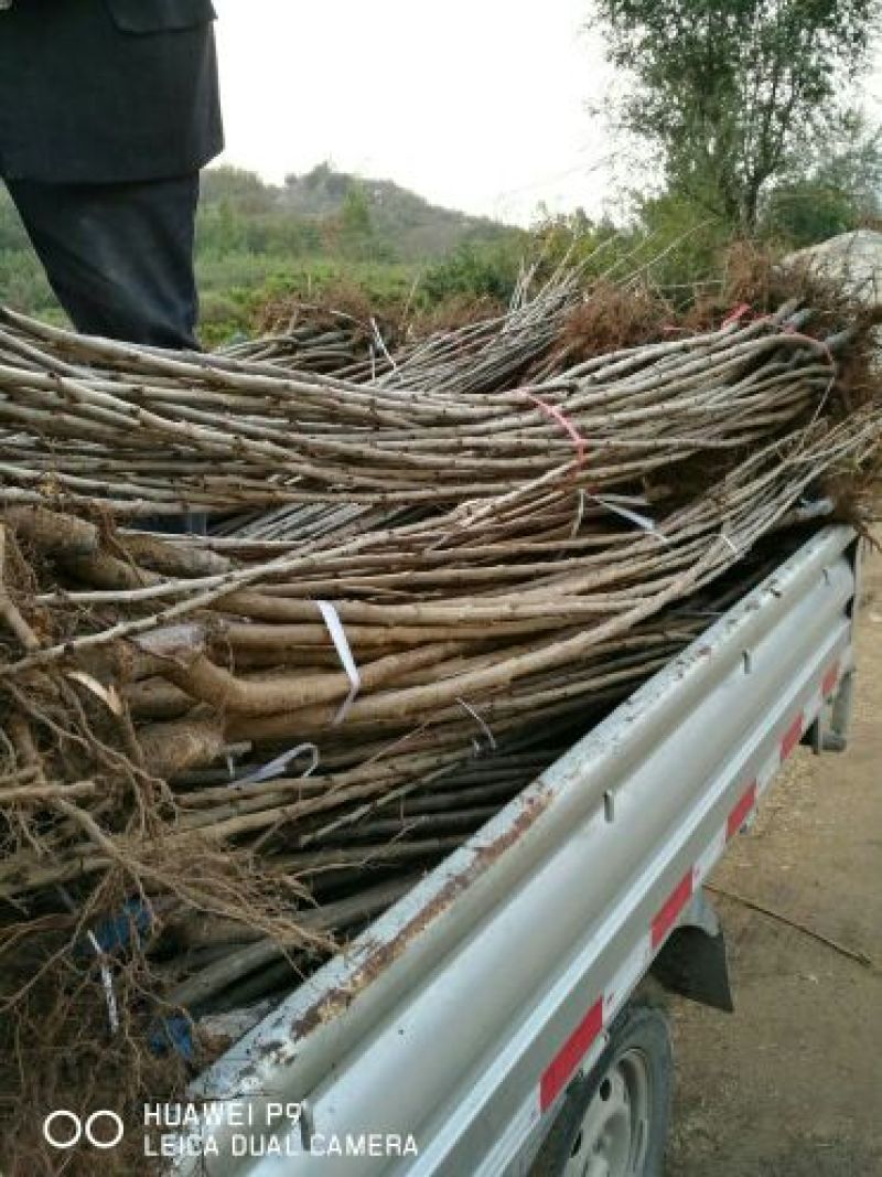 黄蜜樱桃苗2年80cm以上嫁接樱桃树苗矮化樱桃树