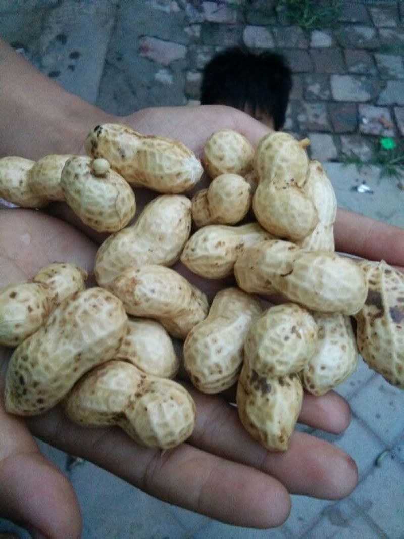 山东聊城，精品鮮花生精品花生销往全国