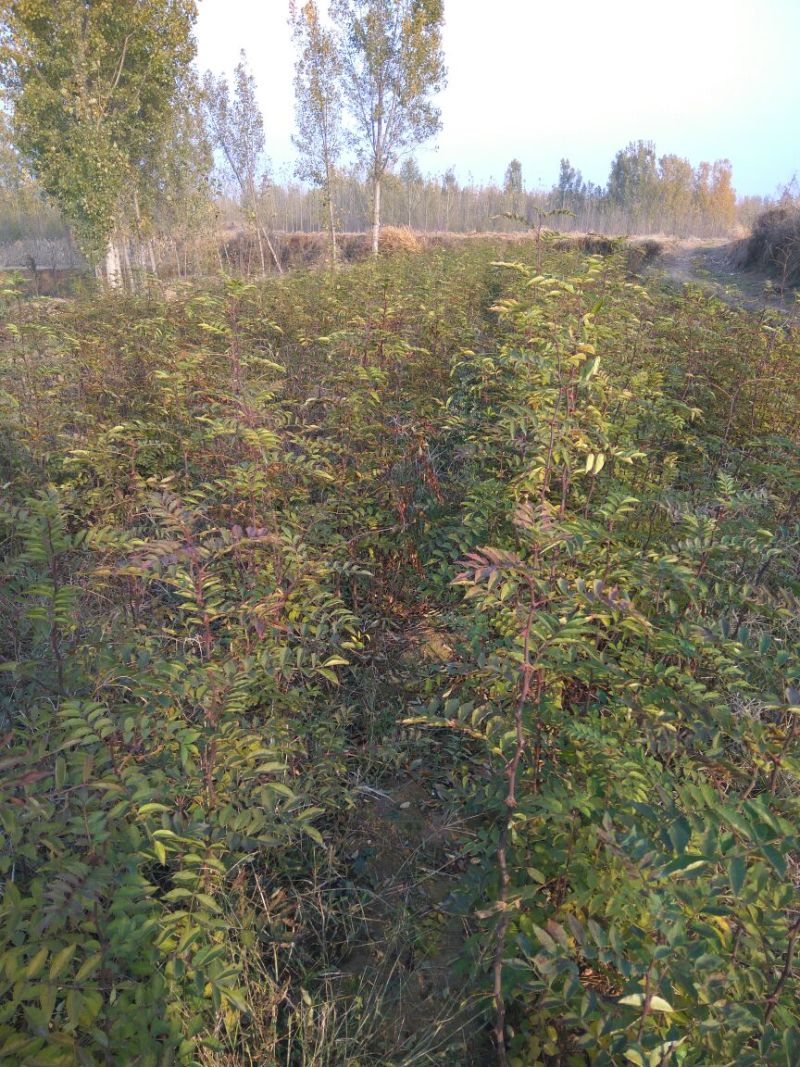 花椒苗大红袍花椒苗山东哪里有花椒苗花椒苗基地花椒苗批发