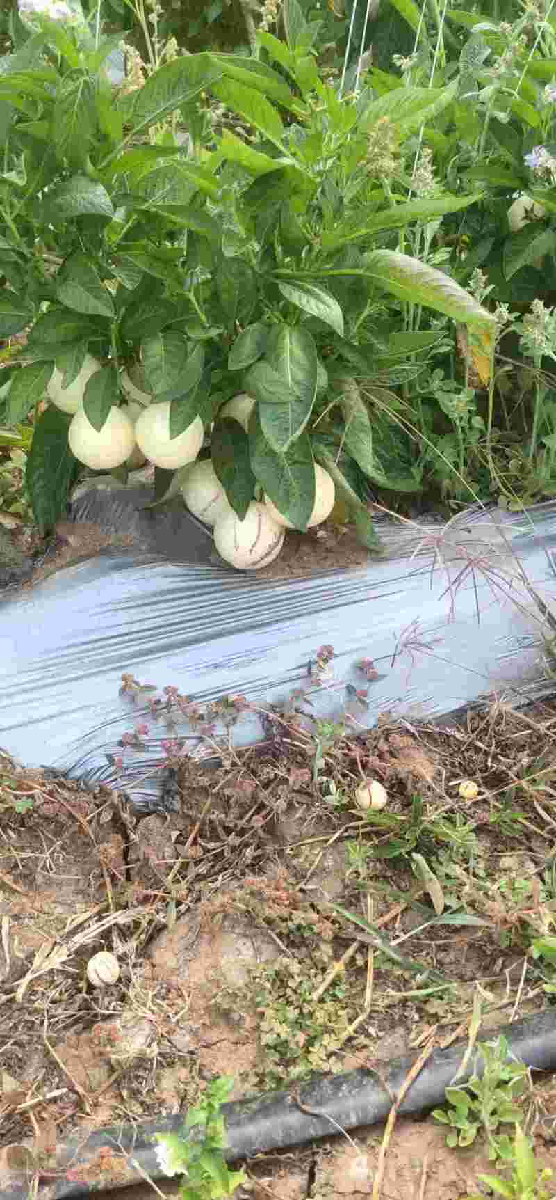 云南保山高原红果蔬基地人参果，早晚温差大，果子甜汁多