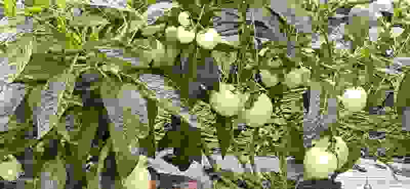 云南保山高原红果蔬基地人参果，早晚温差大，果子甜汁多