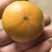 高海拔露天草莓西红柿，糖度9+欢迎来电咨