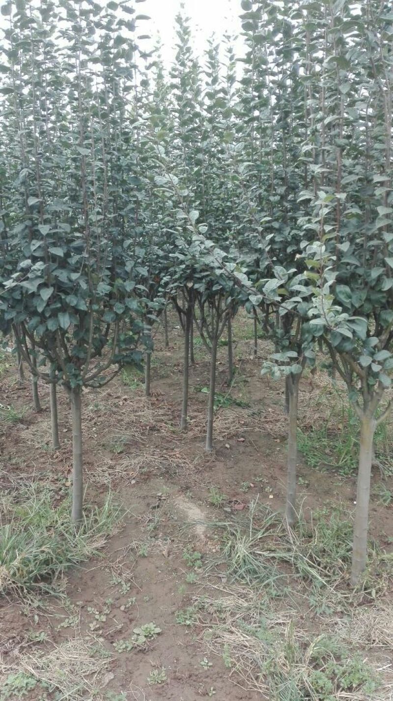 葡萄树30~50cm