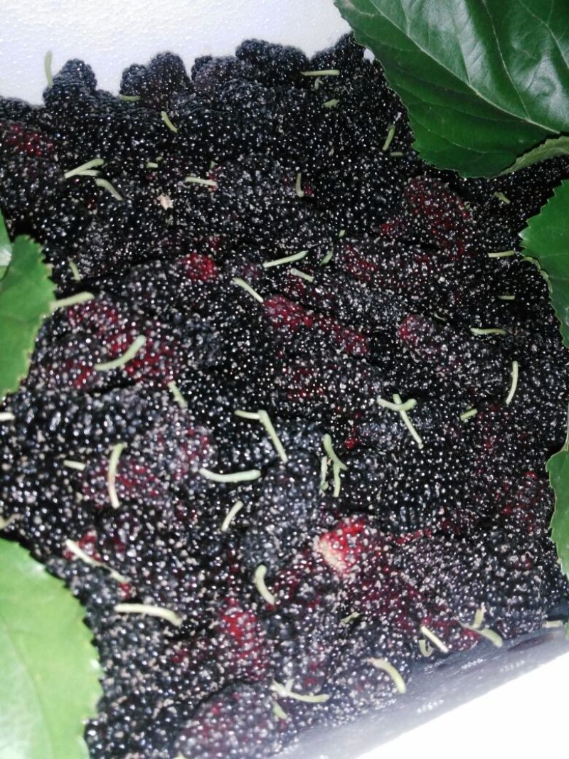 桑葚4~5cm