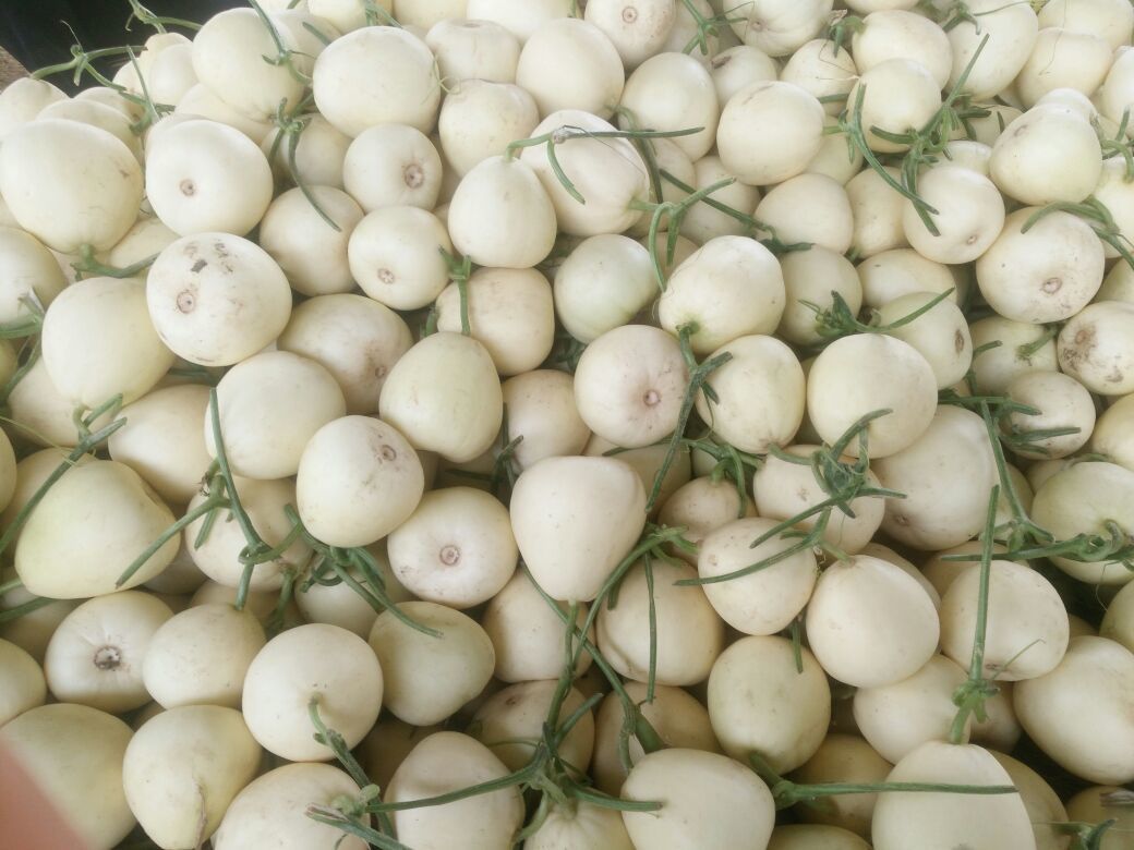 白莎蜜甜瓜河南安阳市内黄县_批发_供应-一亩