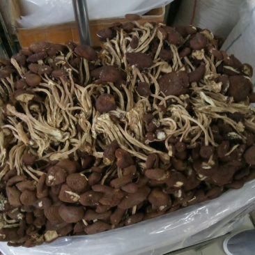 茶树菇10cm