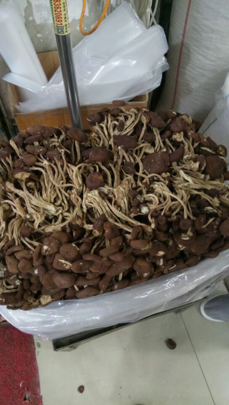 茶树菇10cm