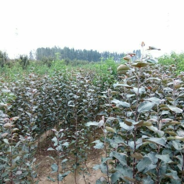 烟富8号苹果树2~4cm4cm以下2.5~3米
