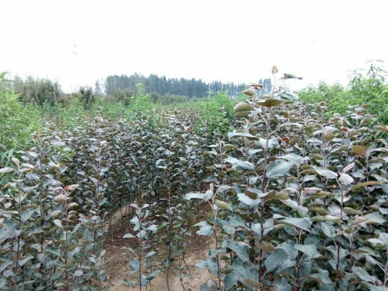 烟富8号苹果树2~4cm4cm以下2.5~3米