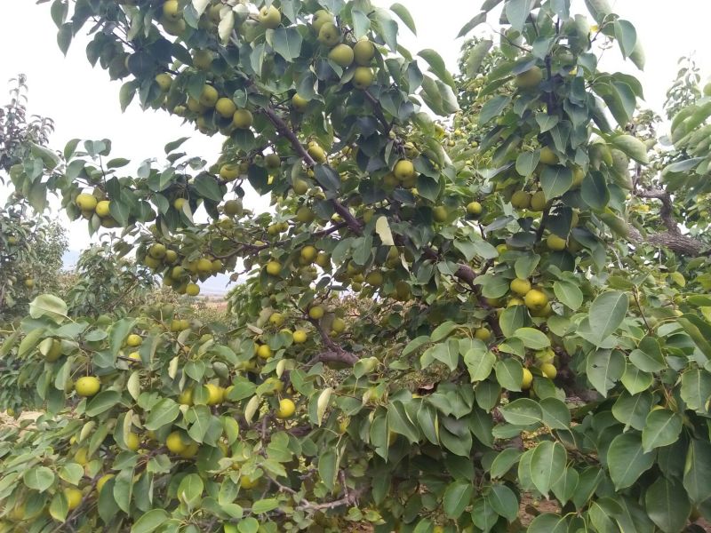 苹果梨500~550g纸箱