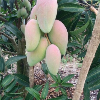 海南东方市芒果 2两以上批发_邵麟桂供应_一亩