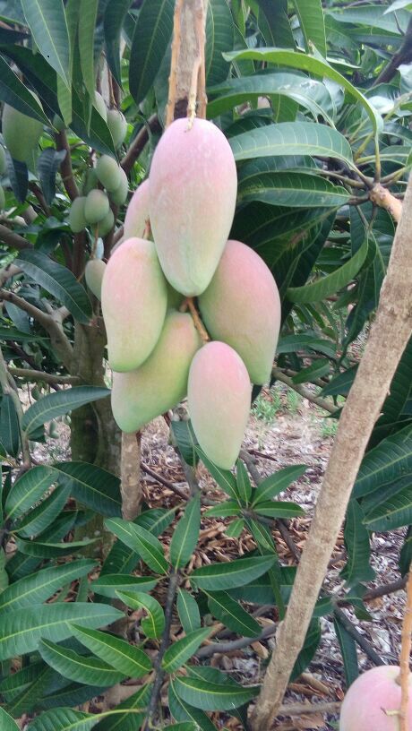 海南东方市芒果 2两以上批发_邵麟桂供应_一亩