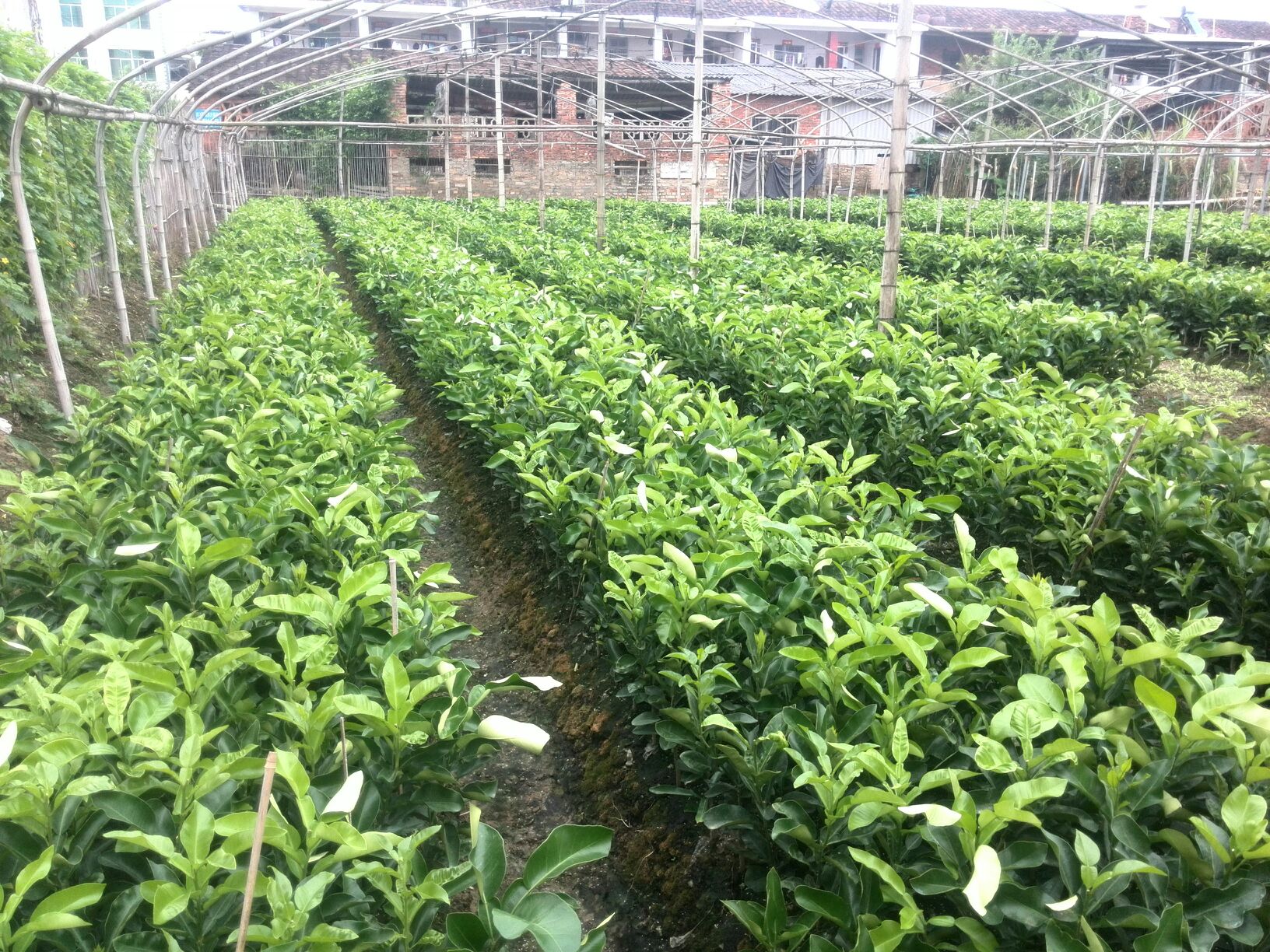 广西柳州市柳北区三红蜜柚苗批发_韦勇华供应