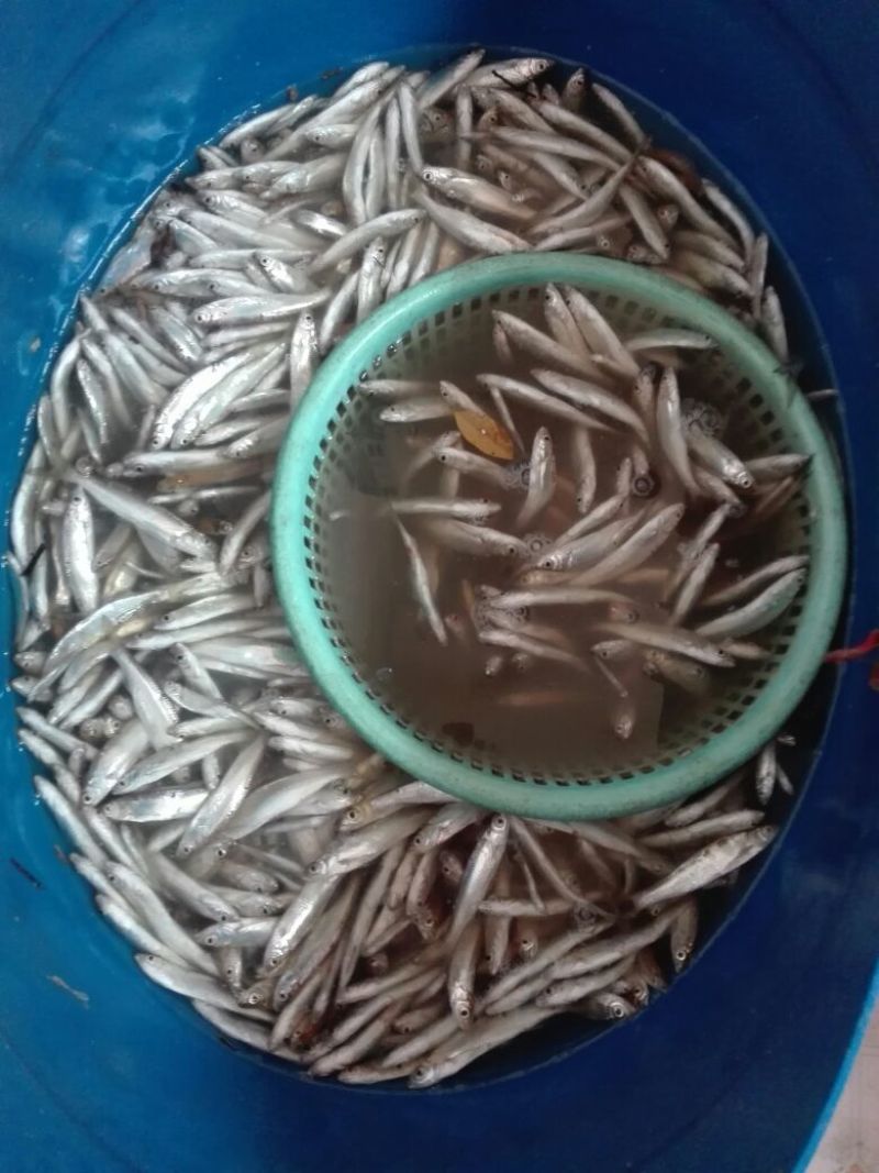 河汊小干鱼