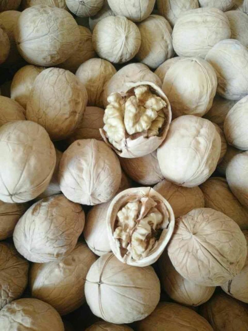新新2号核桃去皮干