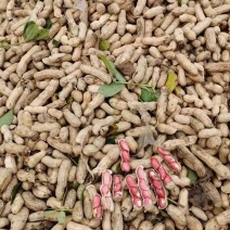 湖北精品四粒红鲜花生大量上市中，对接批发市场，商超，电商