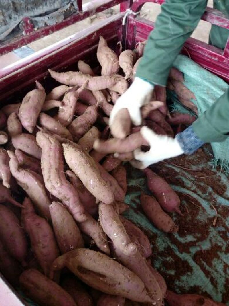 泗水大地瓜毛尖868白心3两以上精品商品薯，