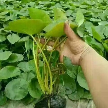 睡莲盆栽睡莲品种睡莲香水睡莲睡莲供应睡莲基地