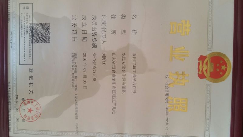 莱阳梨350~400g光果
