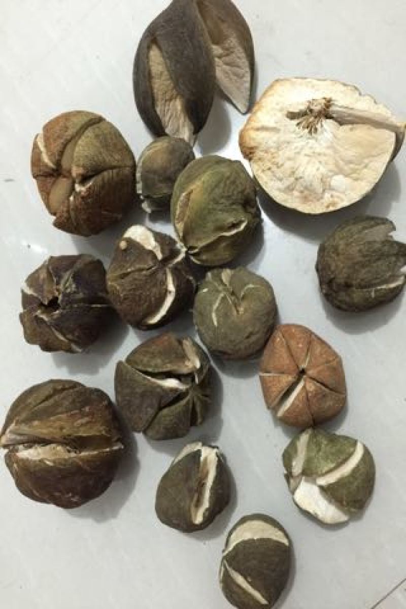 橘红果