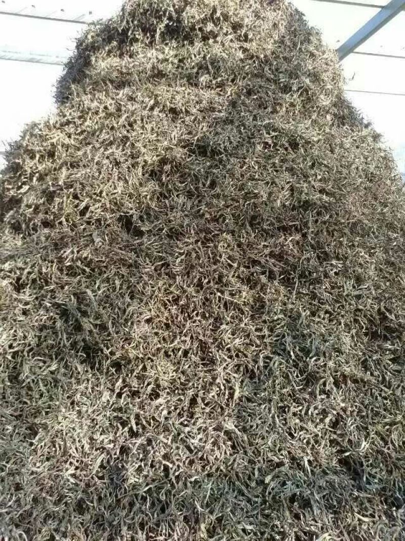藤茶一级
