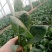 大叶菠菜20~25厘米