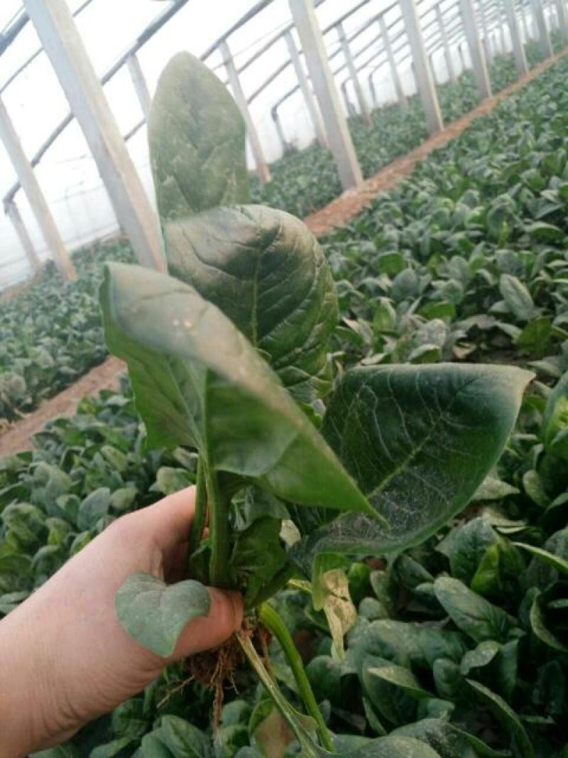 大叶菠菜20~25厘米