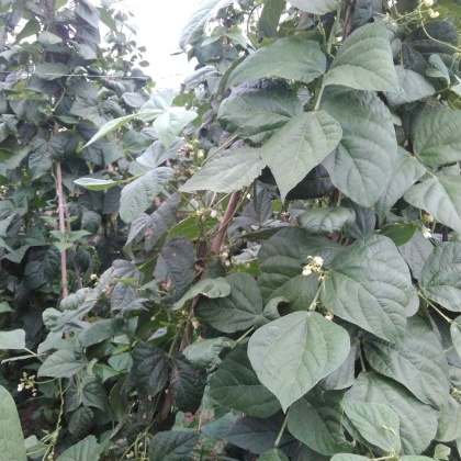 架豆王豆角陕西西安市周至县_批发_供应-一亩