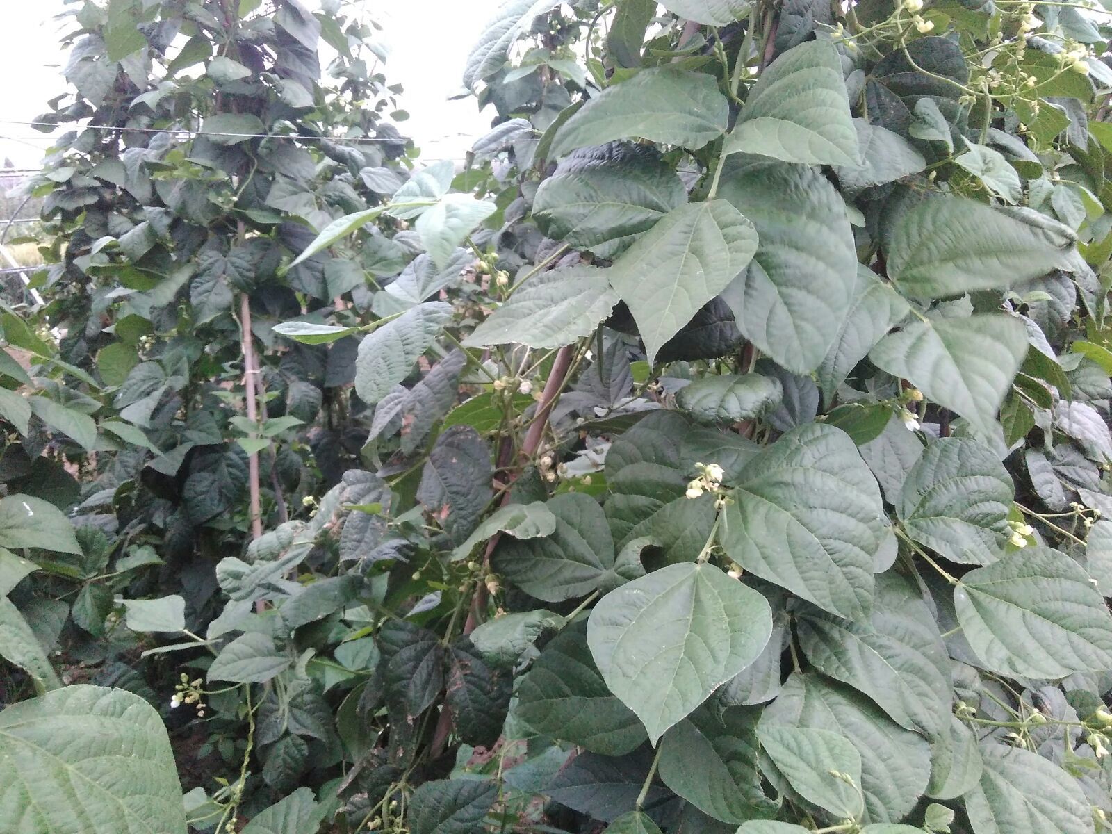 架豆王豆角陕西西安市周至县_批发_供应-一亩