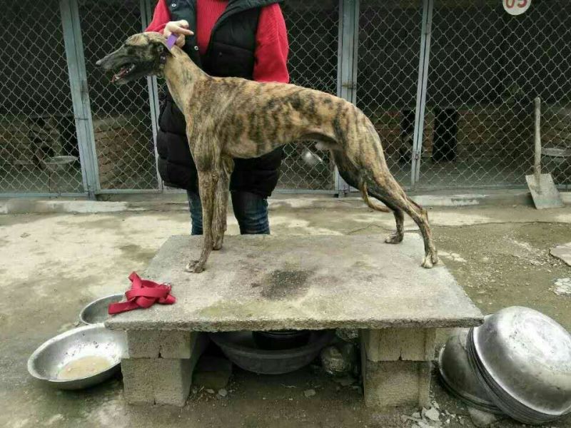 马犬精品马犬红马犬公母都有任意挑选可发货