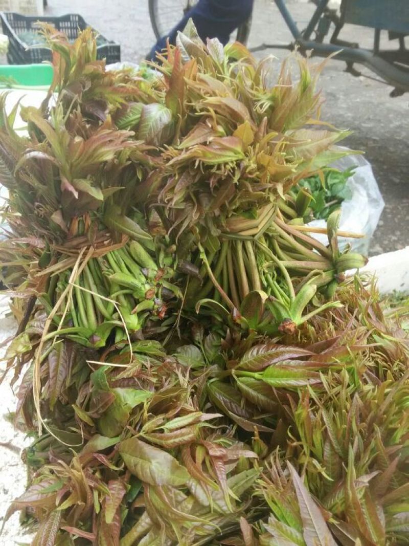 香椿