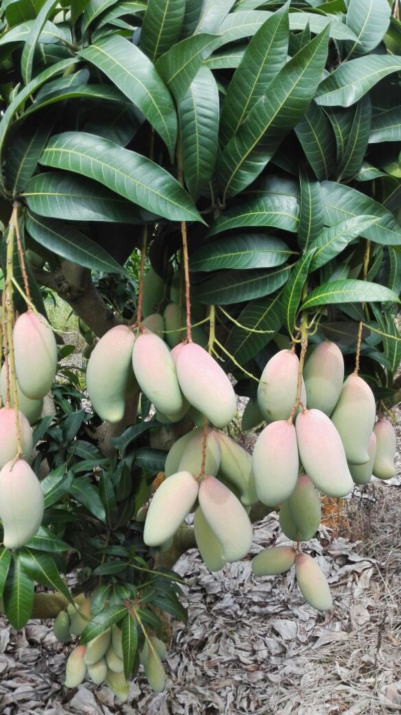 红象牙芒