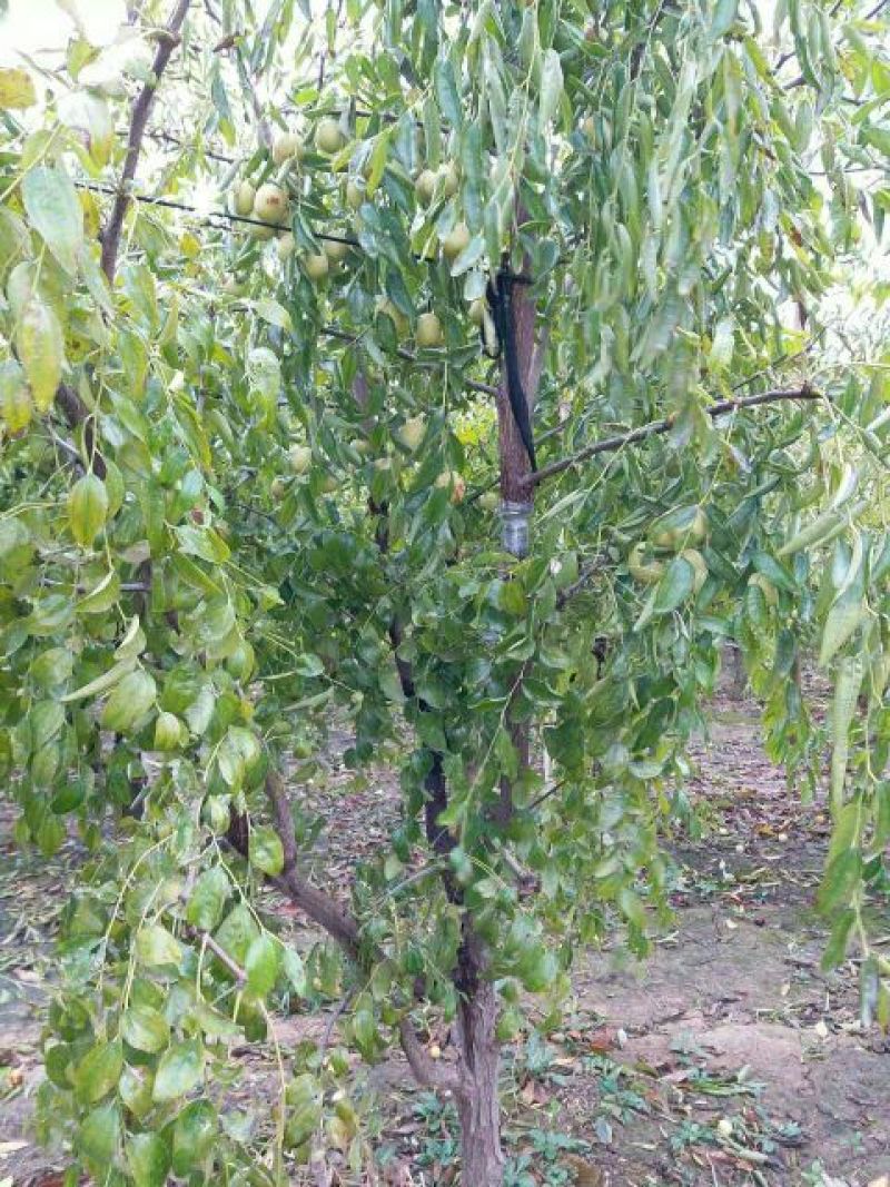 李子树1~1.2m4~6cm