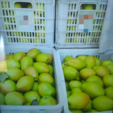红香酥梨150~200g膜袋