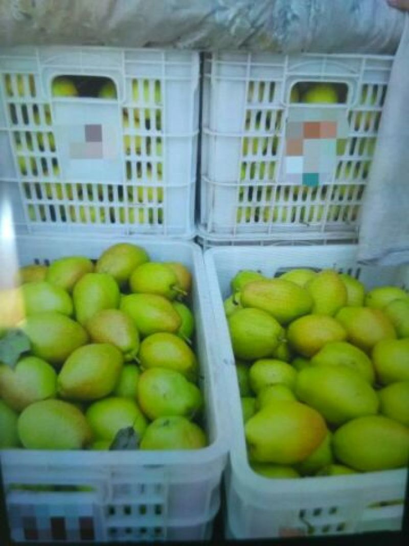 红香酥梨150~200g膜袋