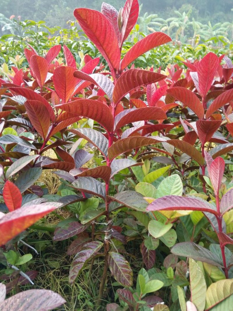 番石榴苗50~80cm