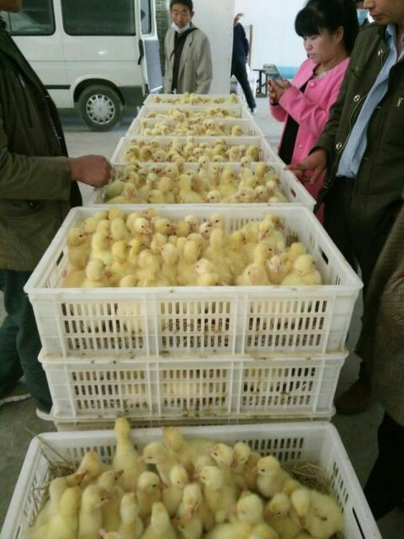 狮头鹅苗250g以下